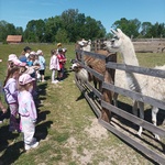 gumisie oglądają lamy.jpg