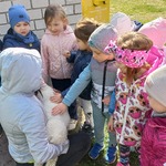 Gumisie dotykają jagnięcia.jpg